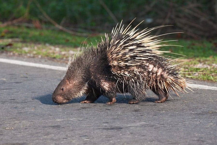 man-swerves-for-porcupine-gets-stuck-with-michigan-dui-charge